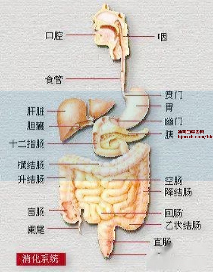 《养生小窍门：懒人也能轻松保健！ | 吸百草香灸后血压增高怎么回事儿，百草香灸治疗气管炎吗？》